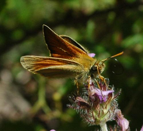 Réf. 248 180 : Thymelicus sylvestris